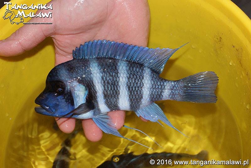 Cyphotilapia gibberosa 'Tembwe Deux'